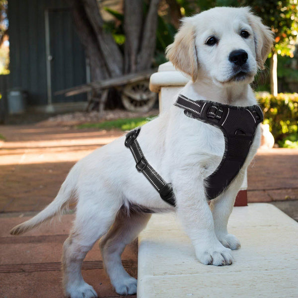 Saddle Dog Harness